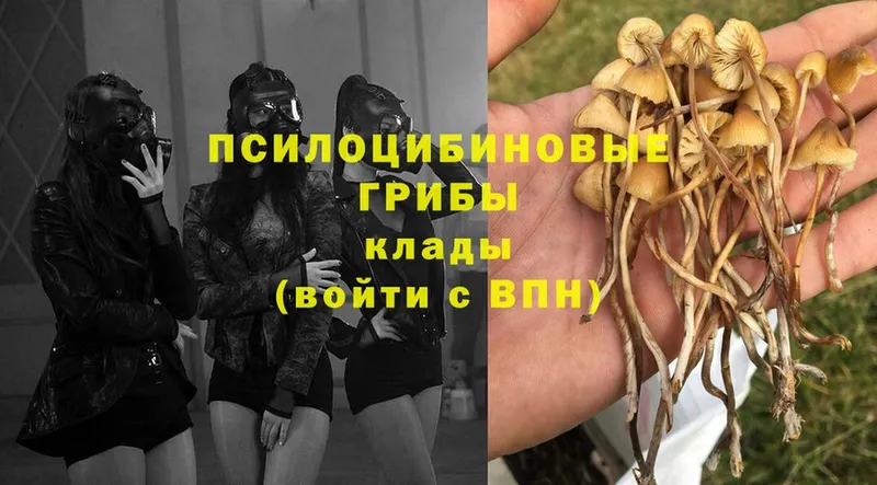 Псилоцибиновые грибы GOLDEN TEACHER  купить наркоту  Минусинск 